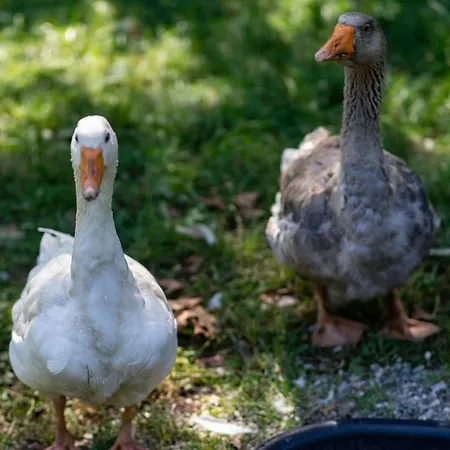 Fattoria La Capra Campa Farm stay