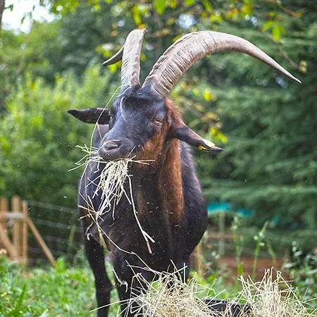 Fattoria La Capra Campa Farm stay Rota d'Imagna